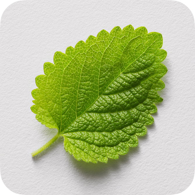 Lemon Balm