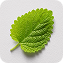Lemon Balm